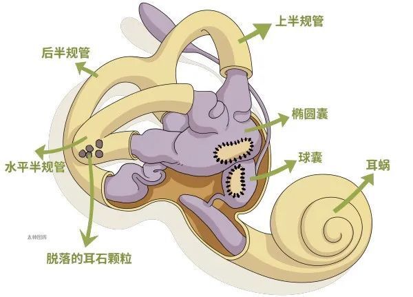 耳石最新