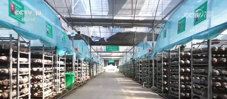 福建最新菌种